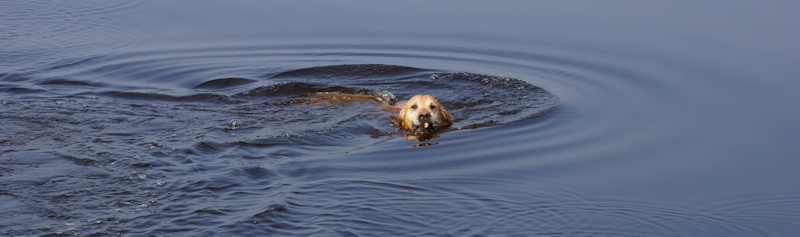 Hund im Zwischenahner Meer