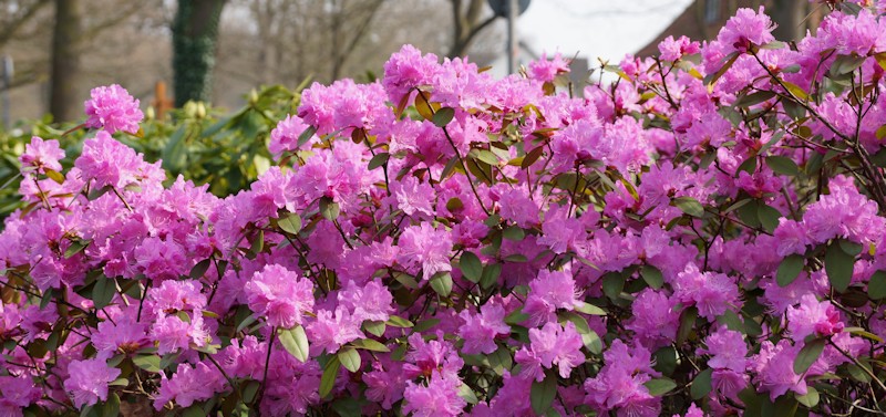 Rhododendron in Bad Zwischenahn im Ammerland
