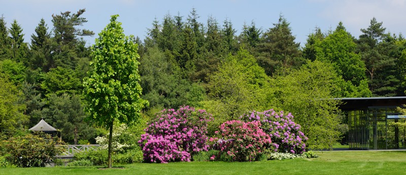 Rhododendronpark Bruns in Gristede