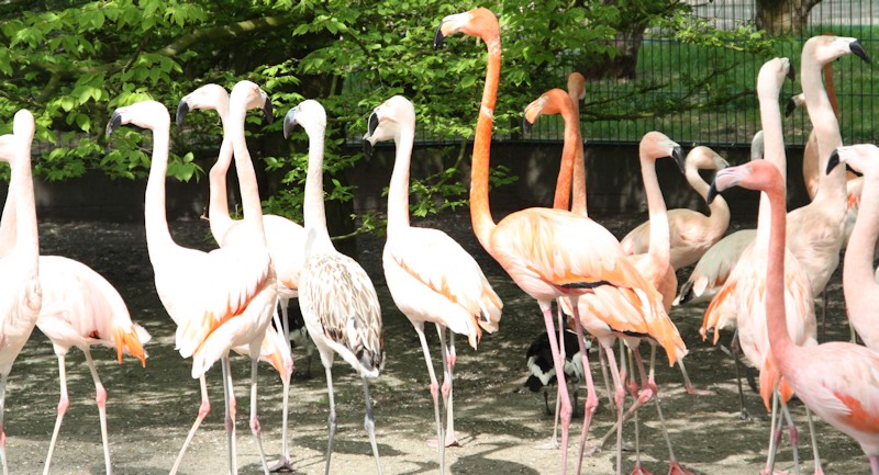 Flamingos im Tierpark