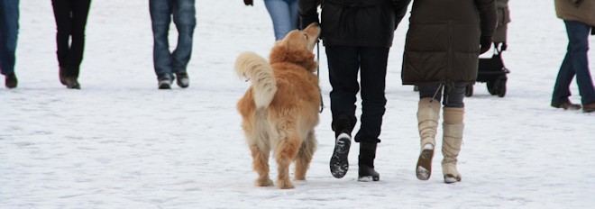 Hund auf dem Eis