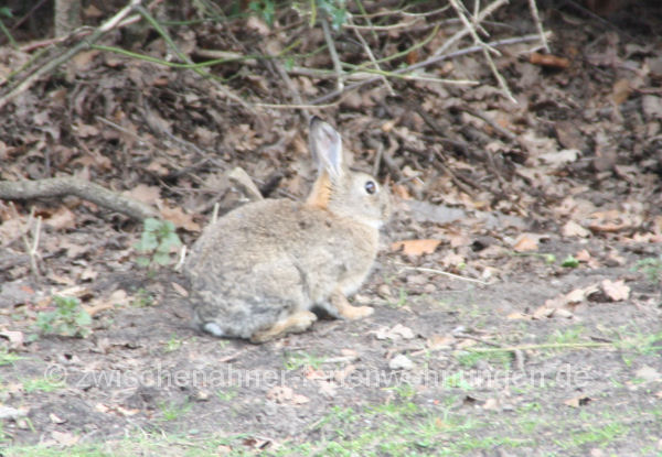 Hase im Kurpark