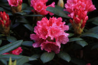 Rhododendron aus dem Rhodopark Gristede