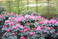 Rhododendron